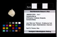 Foto (Objekt + Etikett) von Goniodromites sp.  (NHMW-GEO-1990-0041-2934)